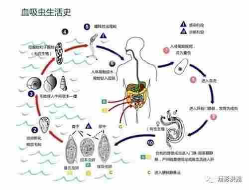 警惕！这种疾病进入高发期！洪湖人一定要当心